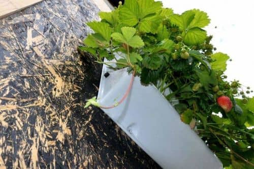 Купить Вертикальная грядка BOXSAND для клубники 60х60 см по низкой цене