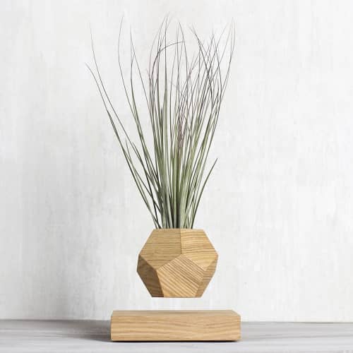 Купить Тилландсия Levitera левитирующая, светлая по низкой цене