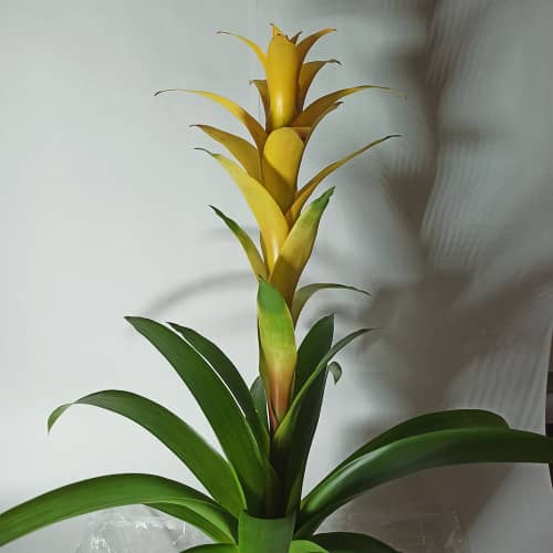 Купить Гузмания Микс в керамике d14 см по низкой цене