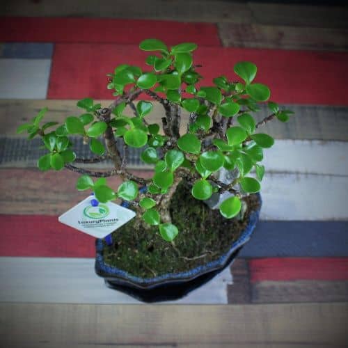 Купить Крассула Luxury Plants Счастливый Суйдзей, со скалой по низкой цене