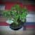 Купить Крассула Luxury Plants Счастливый Суйдзей, со скалой по низкой цене