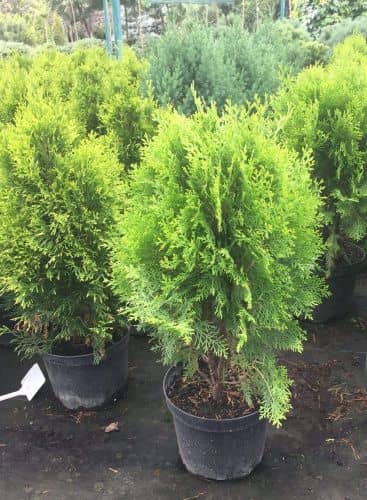 Купить Туя восточная Аурея Нана (Thuja orientalis Aurea Nana) саженец, 10 шт. в упаковке по низкой цене