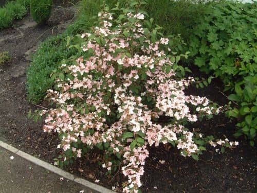 Купить Калина складчатая Пинк Бьюти (Viburnum Plicatum Pink Beauty) саженцы, 10 шт. в упаковке по низкой цене