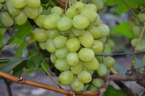 Купить Саженцы винограда Дарья, 10 шт. в упаковке по низкой цене