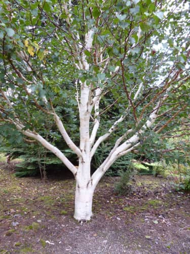 Купить Береза Жакмона (Betula jacquemontii) саженец, 10 шт. в упаковке по низкой цене