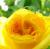роза luxury plants кордана желтая Купить Роза Luxury Plants Кордана желтая по низкой цене