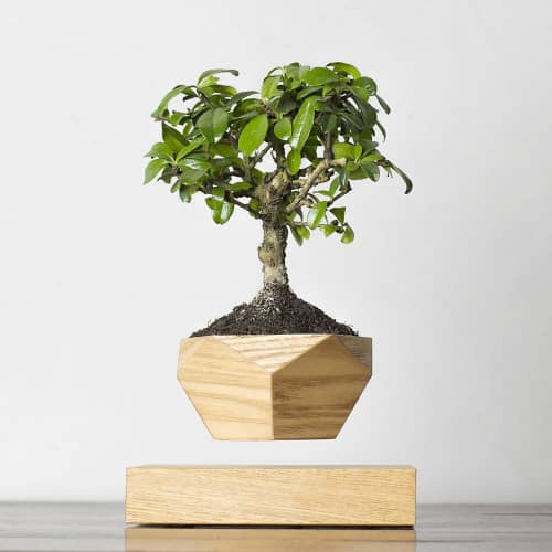 Купить Бонсай Levitera левитирующий, светлый по низкой цене