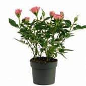 Купить Роза Luxury Plants Кордана розовая по низкой цене