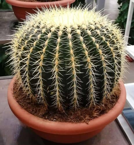 Купить Кактус Echinocactus Grusonii по низкой цене