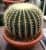 Купить Кактус Echinocactus Grusonii по низкой цене