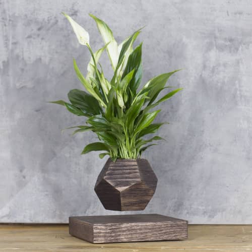 Купить Спатифиллум Levitera левитирующий, венге по низкой цене