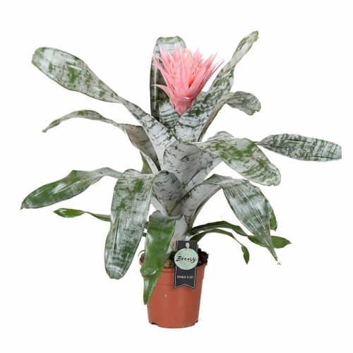 Купить Эхмея d14 см по низкой цене