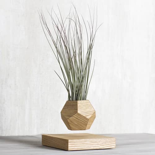 Купить Тилландсия Levitera левитирующая, светлая по низкой цене