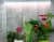 Купить Фитосветильник Luxury Plants светодиодный, 10 Вт по низкой цене