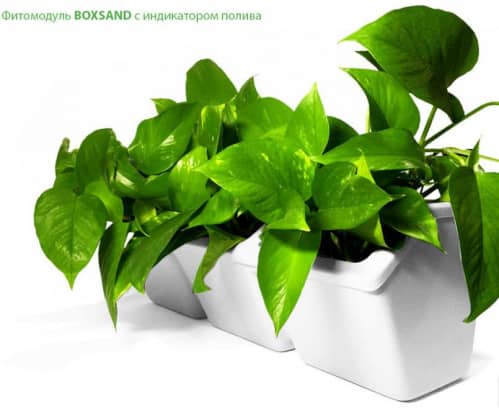 Купить Вертикальный сад BOXSAND с боттомным поливом и индикатором уровня жидкости по низкой цене