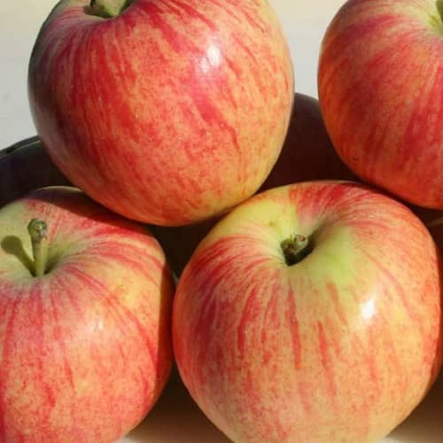 Купить Яблоня Анис Кубанский (саженец), 10 шт. в упаковке по низкой цене