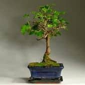 Купить Бонсай Luxury Plants шелковица по низкой цене