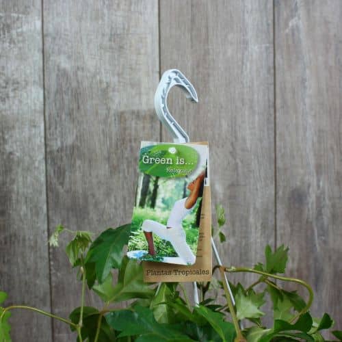 Купить Циссус Luxury Plants подвесной по низкой цене