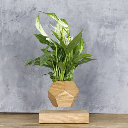 Купить Спатифиллум Levitera левитирующий, светлый по низкой цене