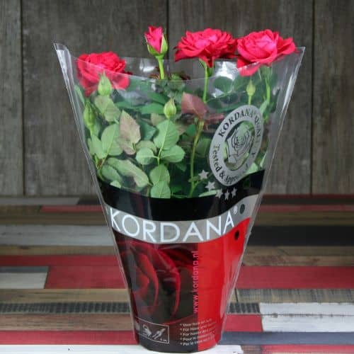 Купить Роза Luxury Plants Кордана Скарлет Мерседес красная по низкой цене