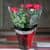Купить Роза Luxury Plants Кордана Скарлет Мерседес красная по низкой цене