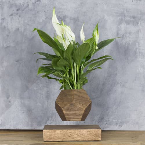 Купить Спатифиллум Levitera левитирующий, темный по низкой цене