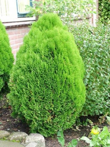 Купить Туя восточная Аурея Нана (Thuja orientalis Aurea Nana) саженец, 10 шт. в упаковке по низкой цене