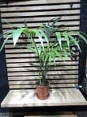 Купить Ховея Форстера Howea forsteriana 5 стволов по низкой цене