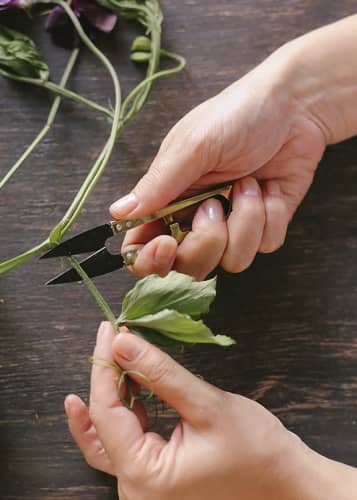 Купить Мини-ножницы для флориста Burgon & Ball по низкой цене