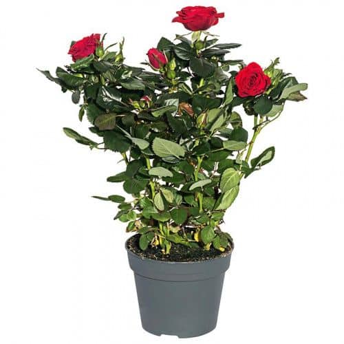 Купить Роза Патио микс по низкой цене