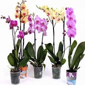 Купить Фаленопсис микс D12 H 38-55 промо по низкой цене