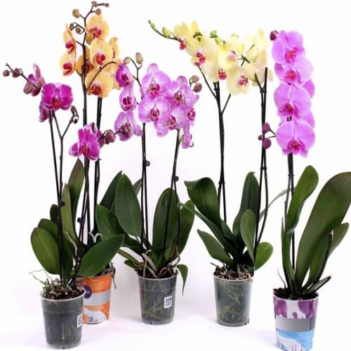 Купить Фаленопсис микс D12 H 38-55 промо по низкой цене