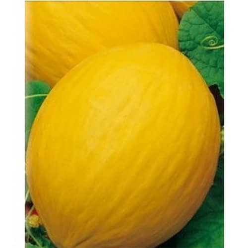 Купить Дыня Казачка-244 по низкой цене