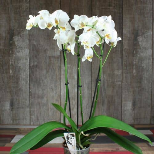 Купить Орхидея Luxury Plants фаленопсис белая, 3 ствола по низкой цене