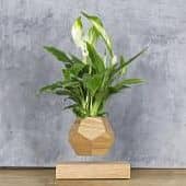 Купить Спатифиллум Levitera левитирующий, светлый по низкой цене