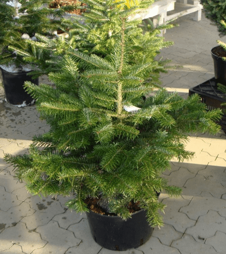 Купить Пихта Luxury Plants нормандская по низкой цене