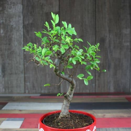 Купить Бонсай Luxury Plants вяз Лаки в керамике по низкой цене