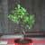 Купить Бонсай Luxury Plants вяз Лаки в керамике по низкой цене
