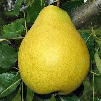 Купить Груша Долисан (саженец), 10 шт. в упаковке по низкой цене