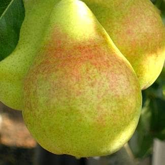 Купить Груша Дельбарью (саженец), 10 шт. в упаковке по низкой цене
