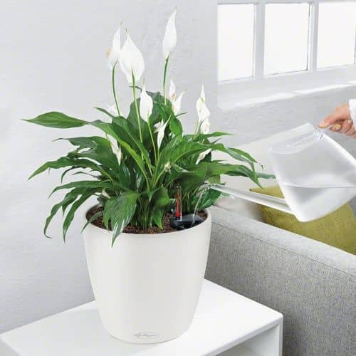Купить Кашпо Lechuza Classico Color 21 см по низкой цене