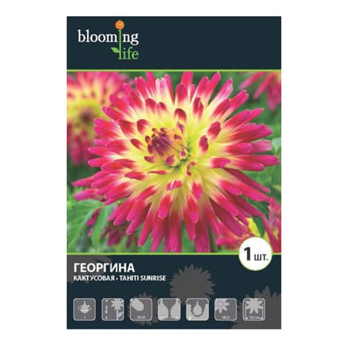 Купить Георгина кактусовая Таити Санрайз I, 1 1 шт в упаковке Blooming Life по низкой цене