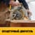 Купить Циркулярная пила бесщеточная DeWalt DCS570N-XJ 18 В XR 184 мм, без аккумулятора по низкой цене