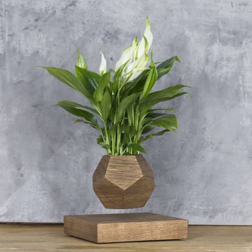 Купить Спатифиллум Levitera левитирующий, темный по низкой цене