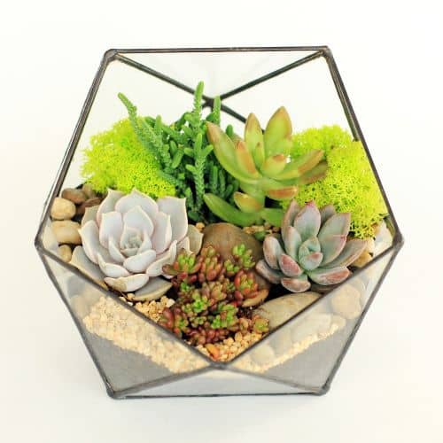 Купить Флорариум Levitera Икосаэдр мини по низкой цене