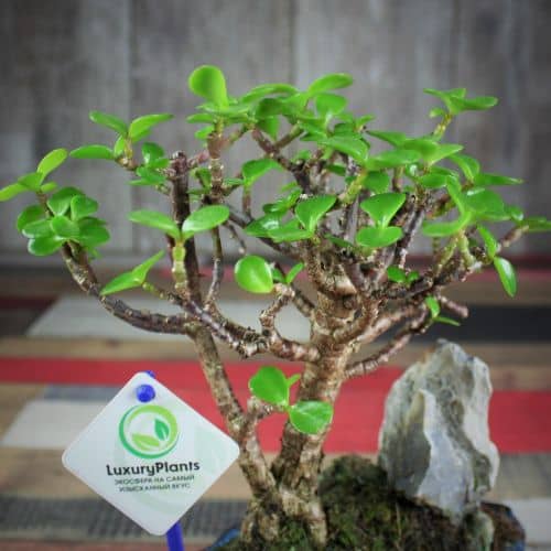 Купить Крассула Luxury Plants Счастливый Суйдзей, со скалой по низкой цене