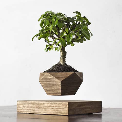 Купить Бонсай Levitera левитирующий, темный по низкой цене