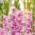 гладиолус крупноцветковый кызыл 12/14, 7 7 шт в упаковке blooming life Купить Гладиолус крупноцветковый Кызыл 12/14, 7 7 шт в упаковке Blooming Life по низкой цене