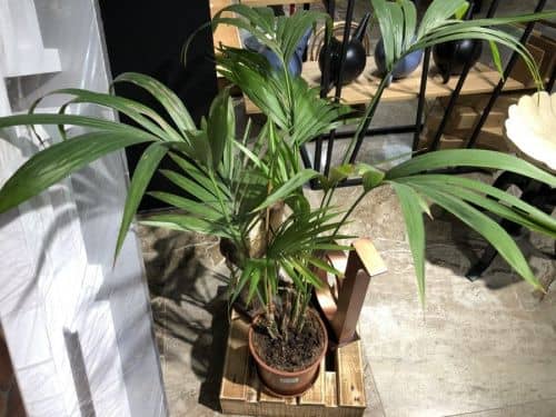 Купить Ховея Форстера Howea forsteriana 5 стволов по низкой цене
