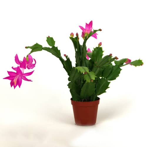 Купить Декабрист Шлюмбергера d9 см по низкой цене